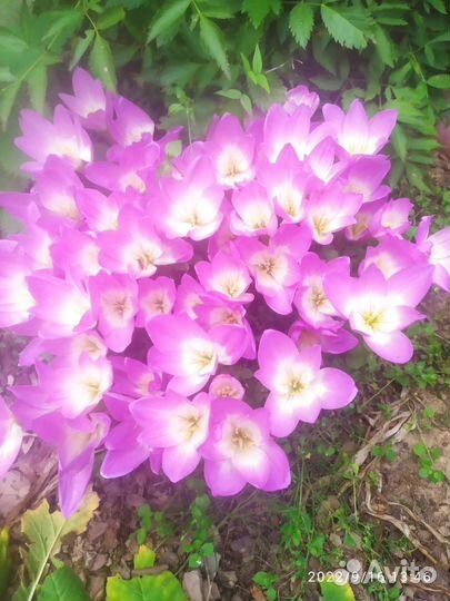 Колхикум (Безвременник)