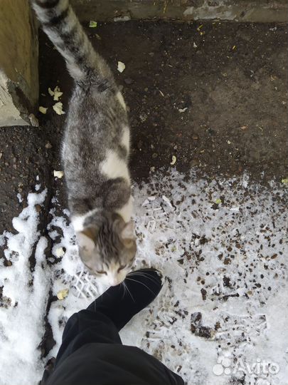 Кошка ищет дом