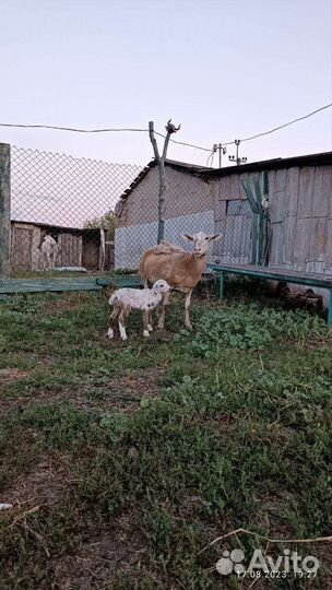 Катумские бараны