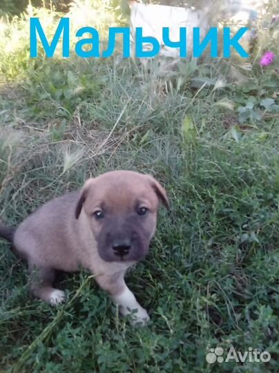Щенок мальчик в добрые руки