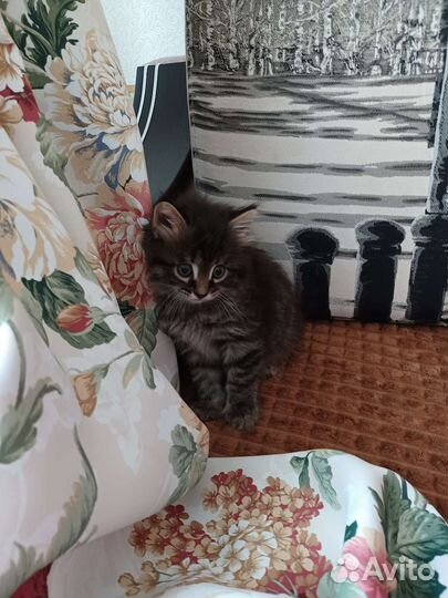Котёнок мальчик скоро 2 месяца