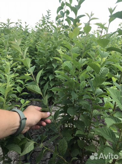 Саженцы войлочной вишни