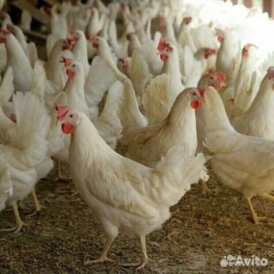Куры молодки несушки