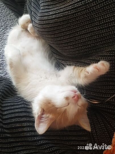 Котенок ищет вас
