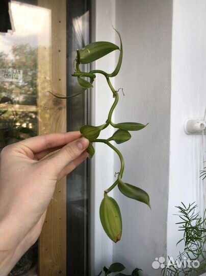 Эпипремнум Энджой, Фикус, Драцена флорида и др