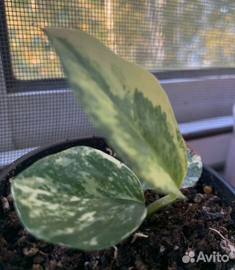 Замиокулькас вариегатный