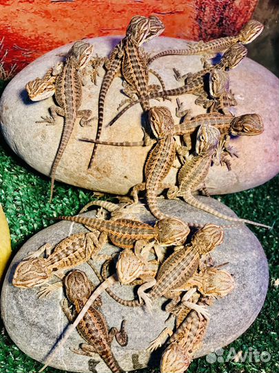 Бородатая агама (малыши) запись/бронь