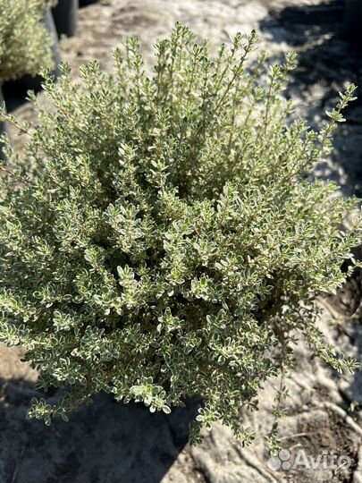 Декоративные растения для сада