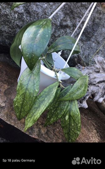 Хойи сортовые