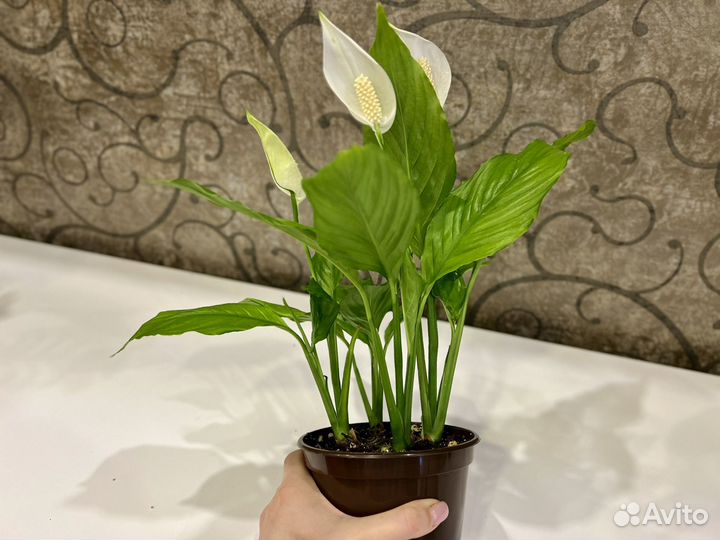 Спатифилум цветок женское счастье
