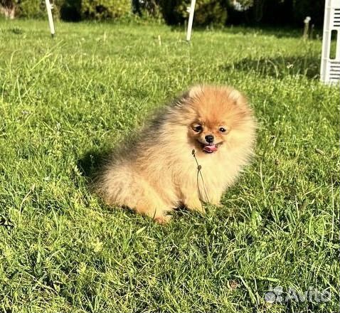 Померанский шпиц