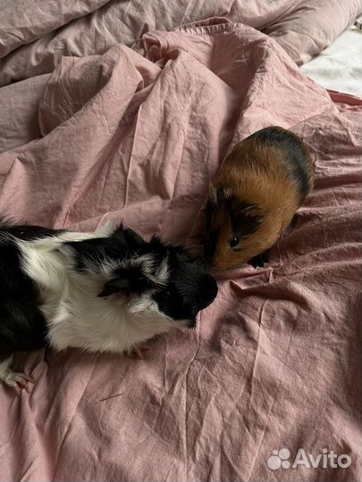 Морская свинка