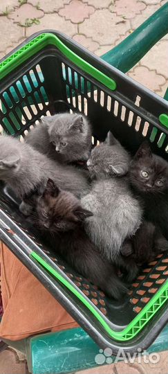 Котики бесплатно в добрые руки