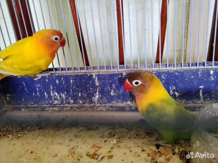 Попугай неразлучники