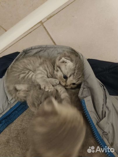 Шотландские вислоухие котята