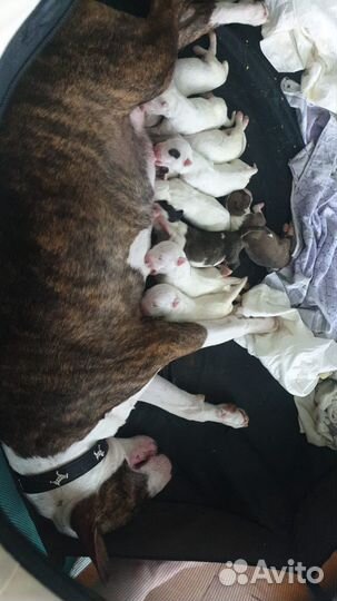 Бультерьер щенки бронь