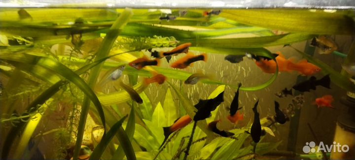 Продам меченосцев, черная молли и гуппи