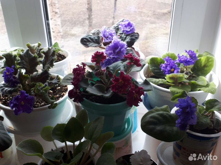 Фиалки, колерия