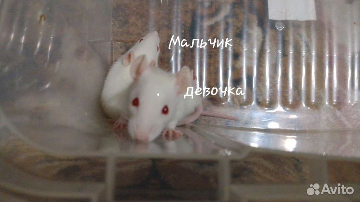 Крыса дамбо,крысята милашки