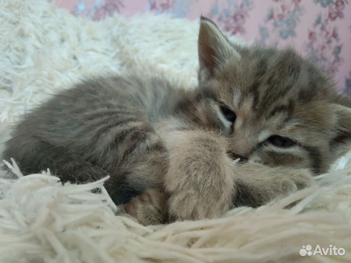 Шотландская вислоухая