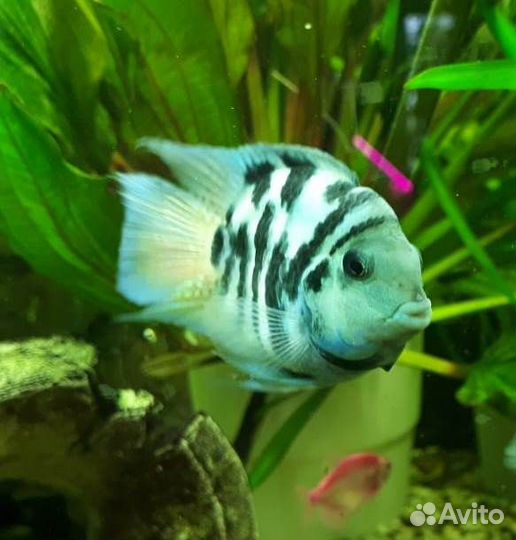 Аквариумные рыбки: попугай сапфировый