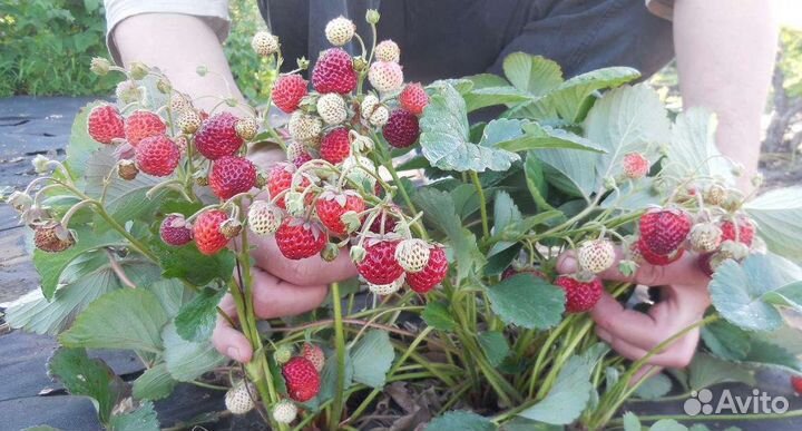 Рассада клубники мице шиндлер