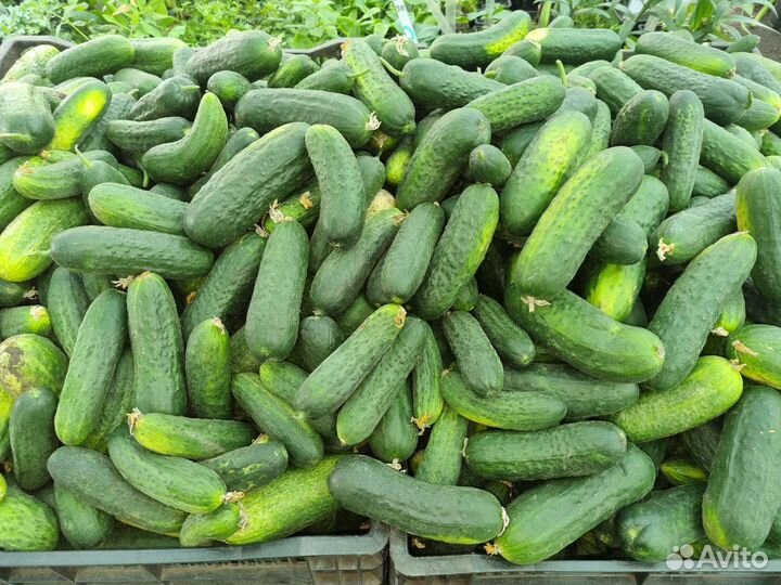 Огурцы домашние