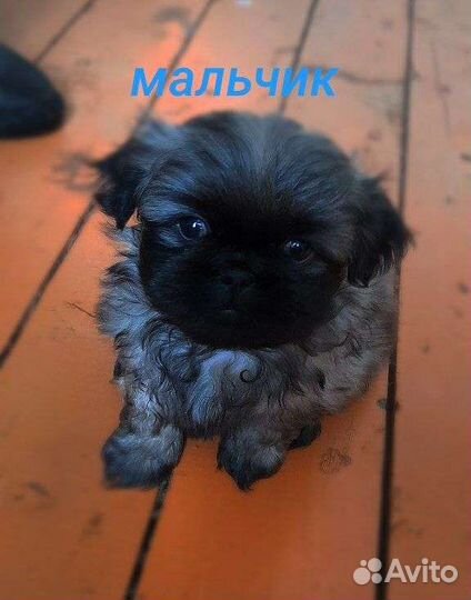 Щенки пекинеса