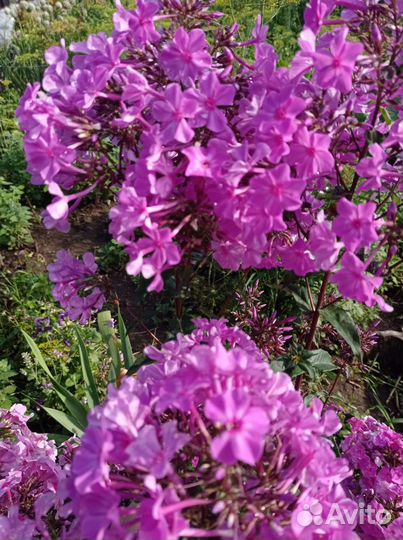 Многолетние цветы