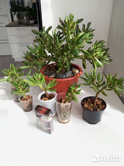 Крассула Хоббита, адениум