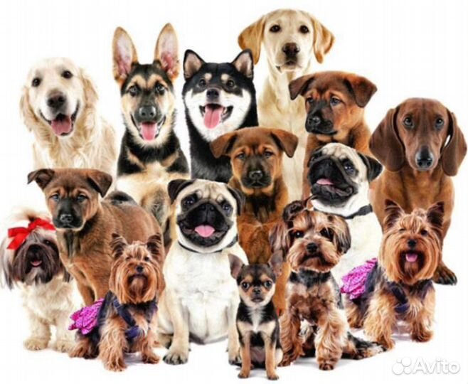 Передержка собак