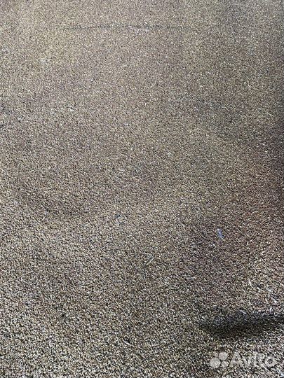 Зерно пшеница ячмень