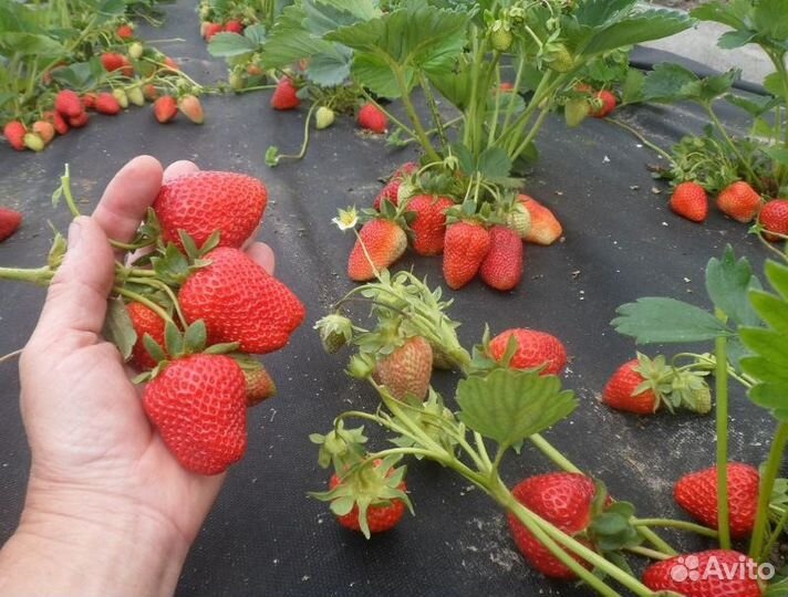 Питомник-С реализует землянику ремон. Сан Андреас
