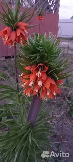 Рябчик императорский