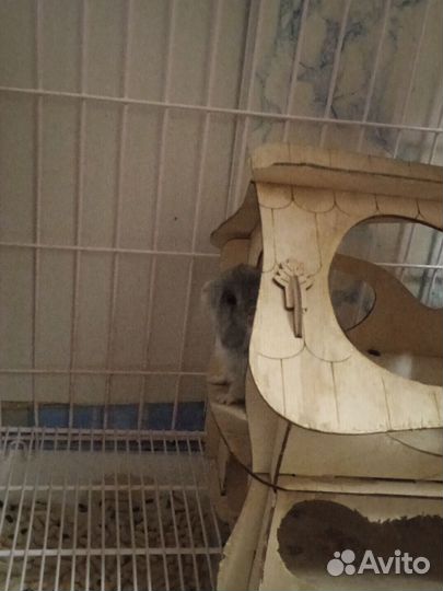 Шиншилла девочка