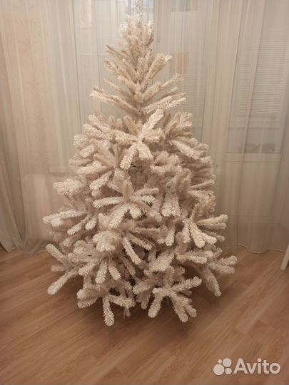 Ель белая Исландская Триумф 185