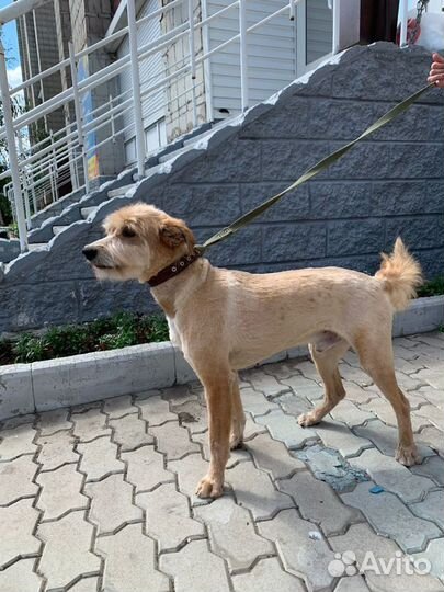 Солнечный рыжик