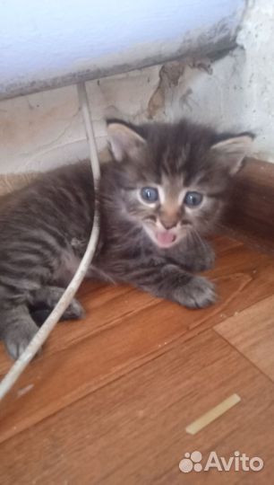 Котята в добрые руки. 2 мальчика и 2 девочки