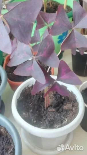 Кислица (Oxalis)