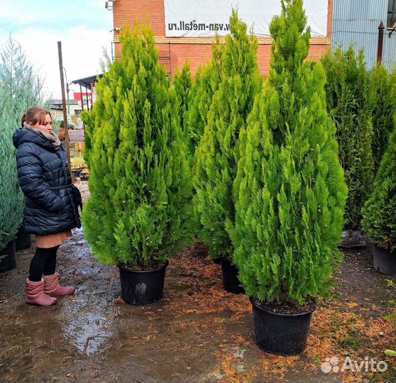 Туя пирамидальная Ауреа