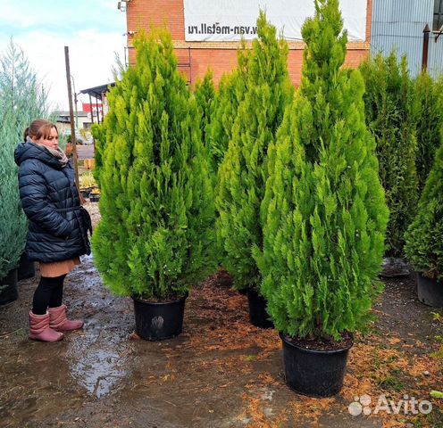 Туя пирамидальная Ауреа