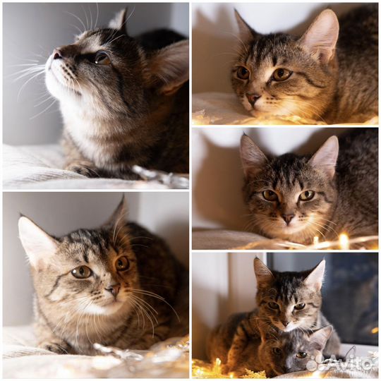 Котята девочки в добрые руки