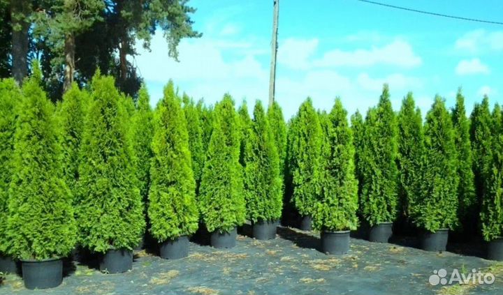 Туя смарагд