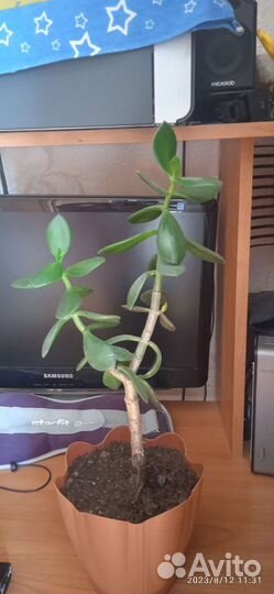 Денежное дерево (толстянка)