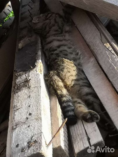 Кошка в дар бесплатно