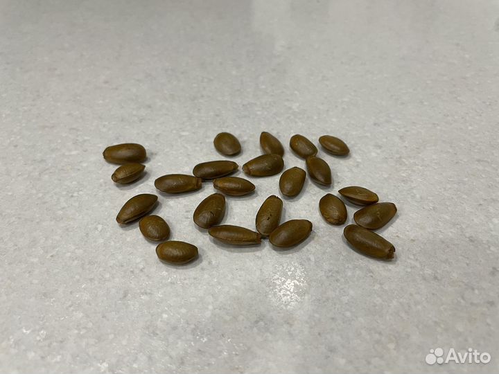 Аннона/сметанное яблоко/черемойя семена