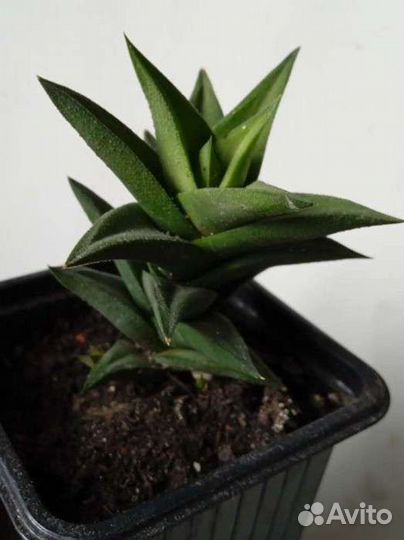 Хавортия извилистая, др комнатные растения