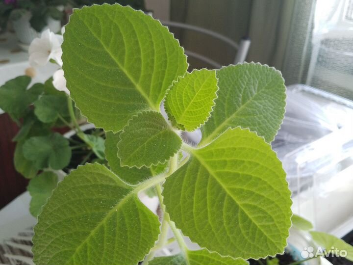 Плектрантус, домашняя мята