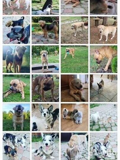 Передержка Собак, Зоогостиница