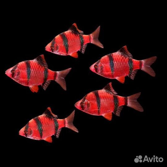 Аквариумныи рыбки